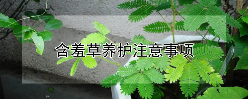 含羞草养护注意事项