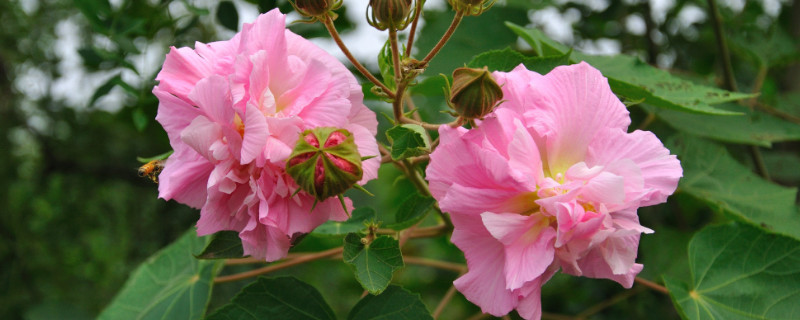 芙蓉花叶子干枯怎么办 芙蓉花烂叶子