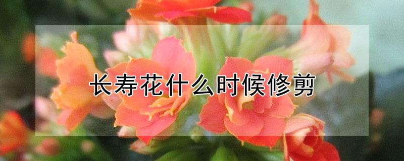 长寿花什么时候修剪 长寿花什么时候修剪什么时候开花