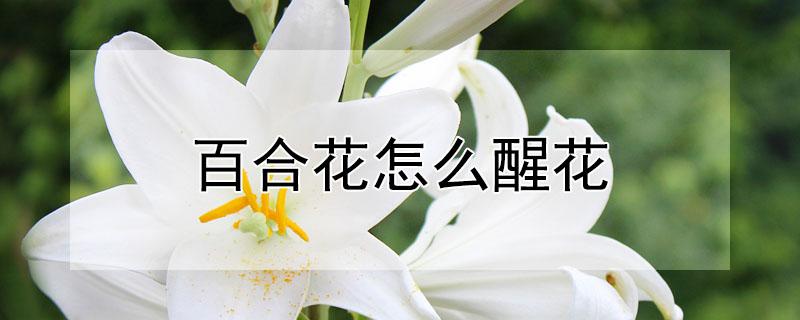 百合花怎么醒花 百合花怎么醒花方法