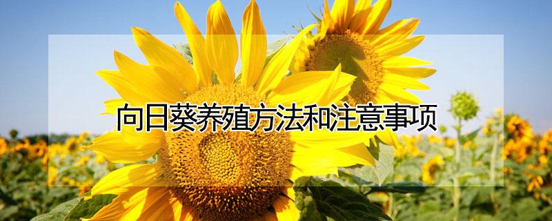 向日葵养殖方法和注意事项 向日葵花养殖方法和注意事项