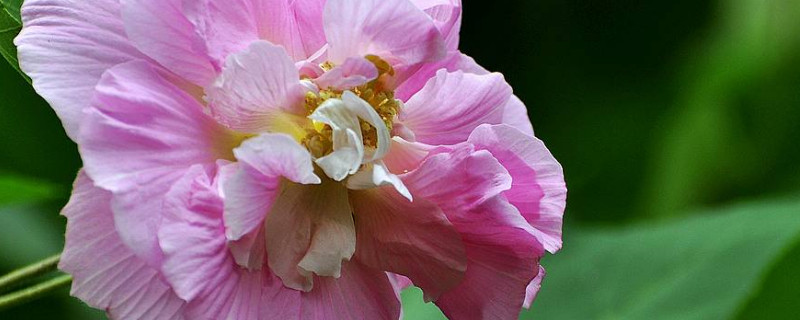 芙蓉花怎么生根（芙蓉花叶怎样生根）