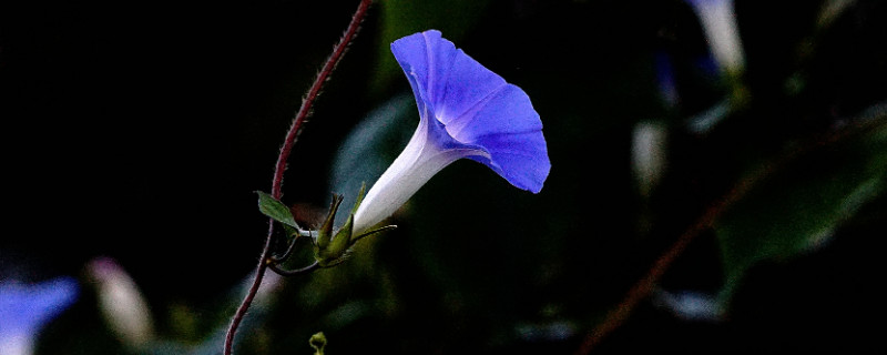 牵牛花种子怎么催芽（牵牛花种子如何催芽）