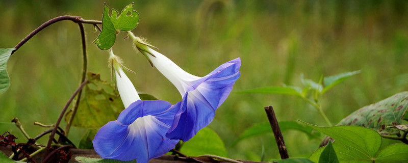 牵牛花结果了怎么办（牵牛花可以结果吗）