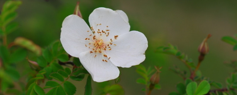 蔷薇花夏天怎么浇水 蔷薇花要怎么浇水