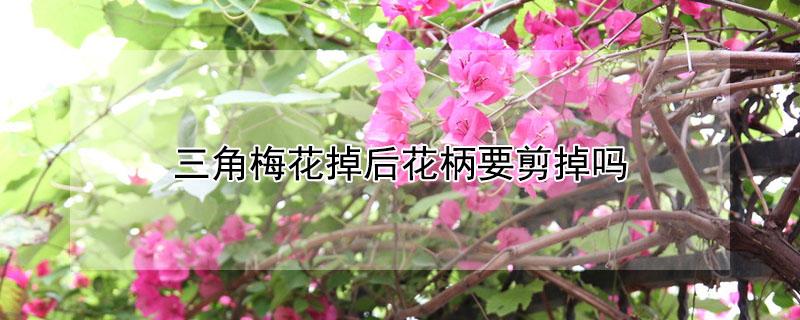 三角梅花掉后花柄要剪掉吗（三角梅花掉落后枝子要剪吗）