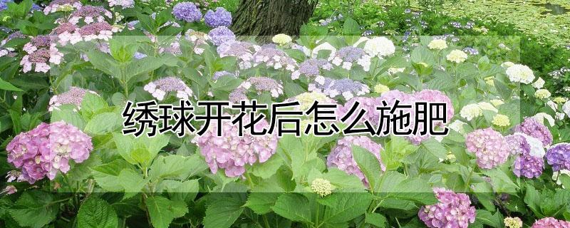 绣球开花后怎么施肥（绣球开完花后施什么肥）