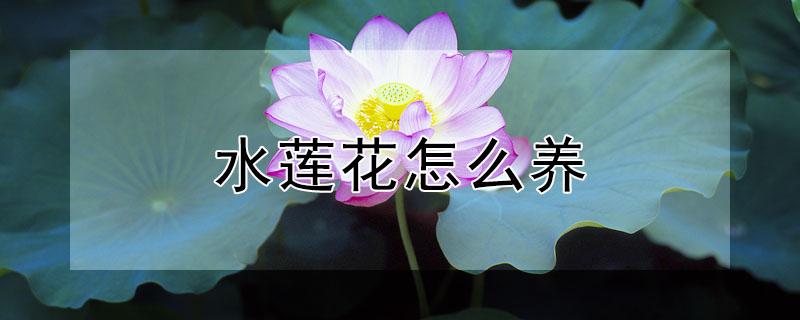 水莲花怎么养（水莲花怎么养殖方法）