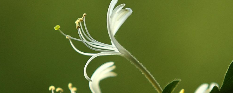 金银花怎么插才能活 金银花能用水插活吗