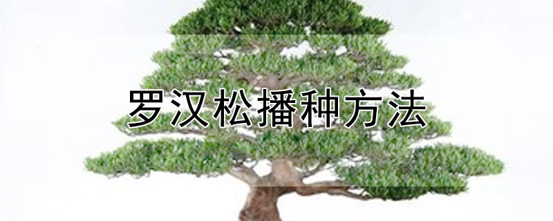 罗汉松播种方法（罗汉松的育苗殖方法）