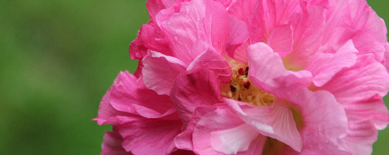 芙蓉花是什么花 木末芙蓉花是什么花