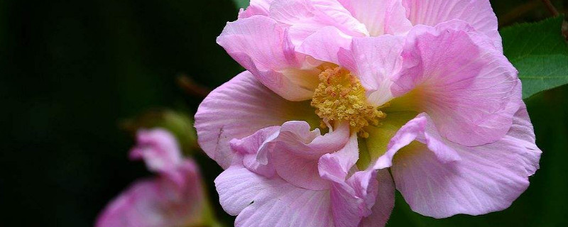 芙蓉花有毒吗 芙蓉花有毒吗芙蓉花图片