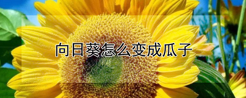 向日葵怎么变成瓜子 向日葵可以变成瓜子吗