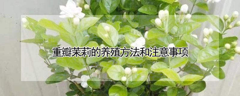 重瓣茉莉的养殖方法和注意事项（重瓣茉莉好养活吗）