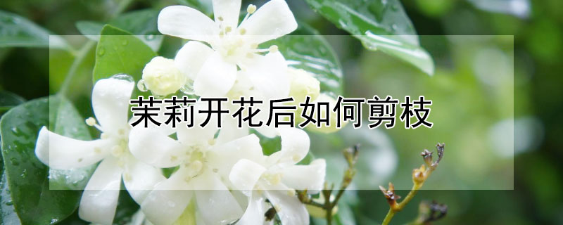 茉莉开花后如何剪枝 茉莉开完花怎么剪枝