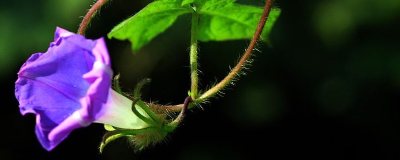 牵牛花有毒么 牵牛花是有毒的植物吗