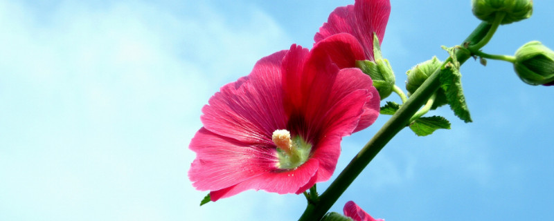 芙蓉花是怎么繁殖的（芙蓉花怎样繁殖）