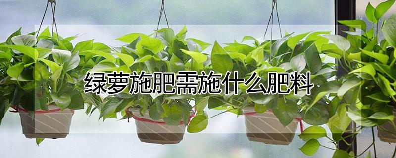 绿萝施肥需施什么肥料（绿萝施肥需施什么肥料绿萝怎么养）