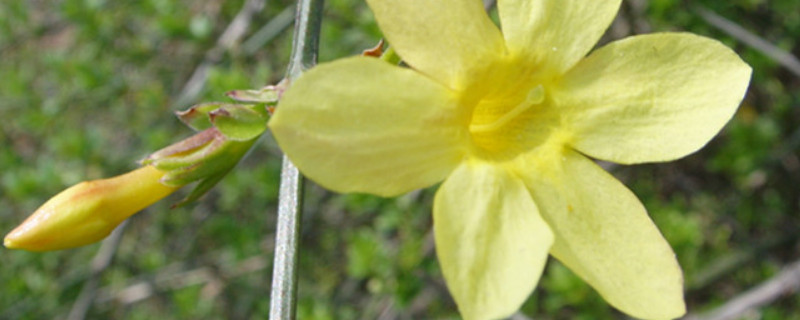 迎春花秋冬季节的养护 迎春花秋季栽培需注意什么