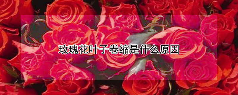 玫瑰花叶子卷缩是什么原因（玫瑰花的嫩叶卷起来了是什么病）