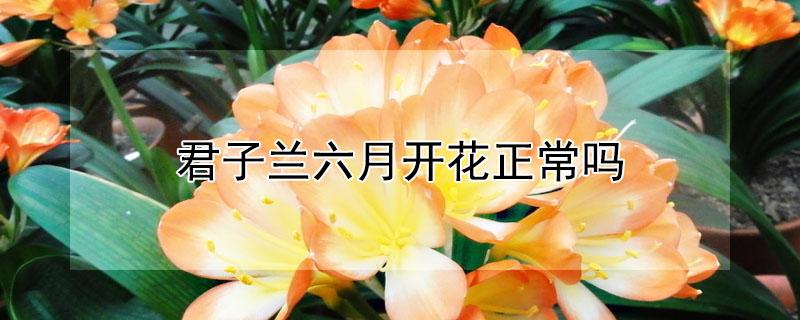 君子兰六月开花正常吗 君子兰六月份开花寓意什么