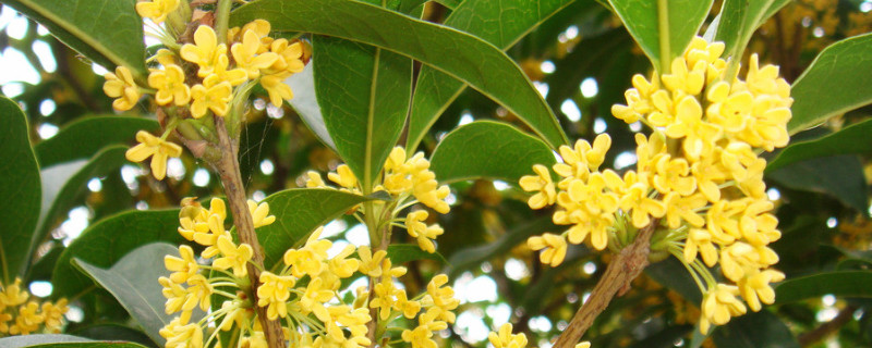 桂花有毒吗 桂花有毒吗 能在家里养吗