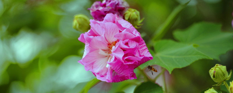 芙蓉花会结果吗（芙蓉花为什么开不出花）