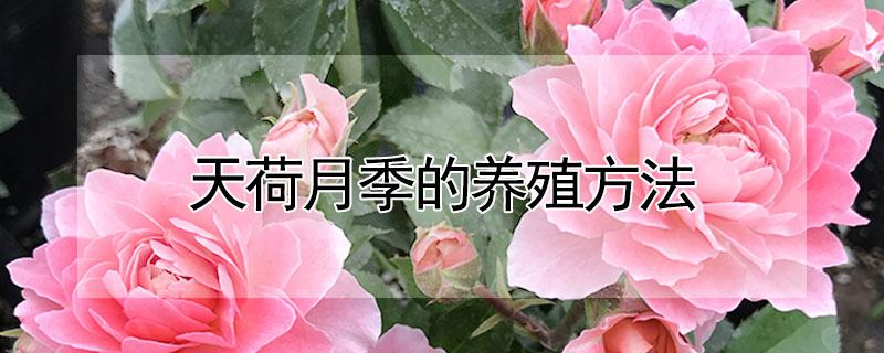 天荷月季的养殖方法