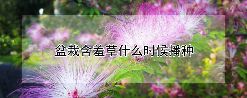 盆栽含羞草什么时候播种（含羞草什么时候播种什么时候开花）