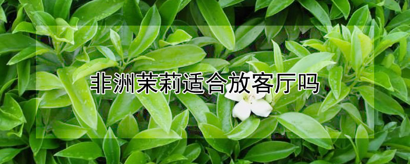 非洲茉莉适合放客厅吗 非洲茉莉可以放卧室吗