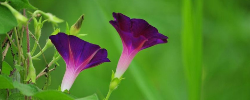 牵牛花怎么防止徒长与腐烂（牵牛花怎么防治）