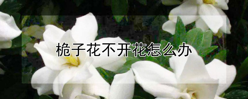 桅子花不开花怎么办 桅子花不长花苞怎么办