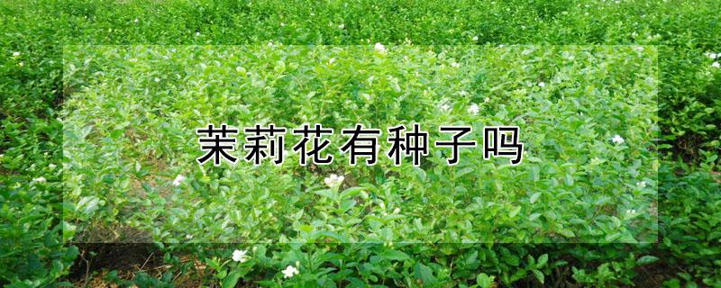 茉莉花有种子吗 茉莉花有种子?