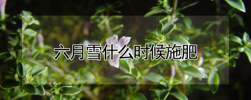 六月雪什么时候施肥（六月雪开花的时候能施肥吗）