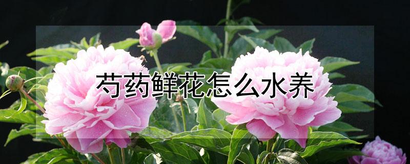 芍药鲜花怎么水养 芍药鲜花水养护方法