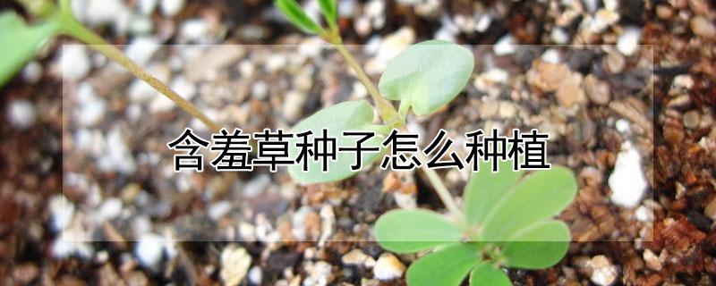 含羞草种子怎么种植（含羞草种子怎么种植发芽快）