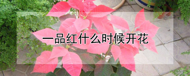 一品红什么时候开花 一品红开花季节