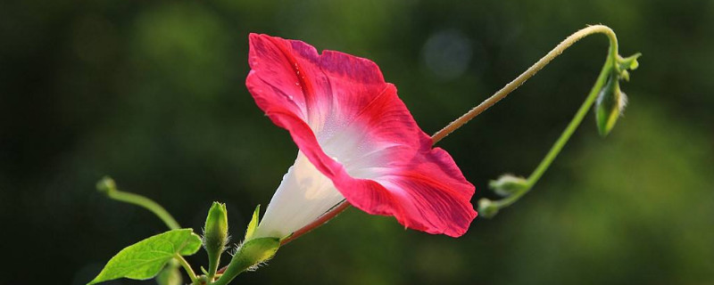 牵牛花为什么中午不能浇水（牵牛花几天浇一次水）