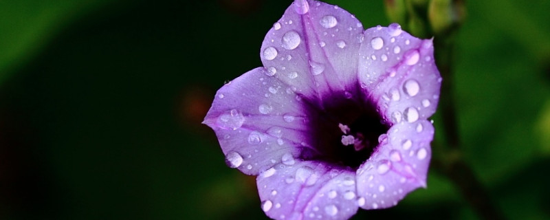 牵牛花黑色种子有毒吗（牵牛花种子中毒）