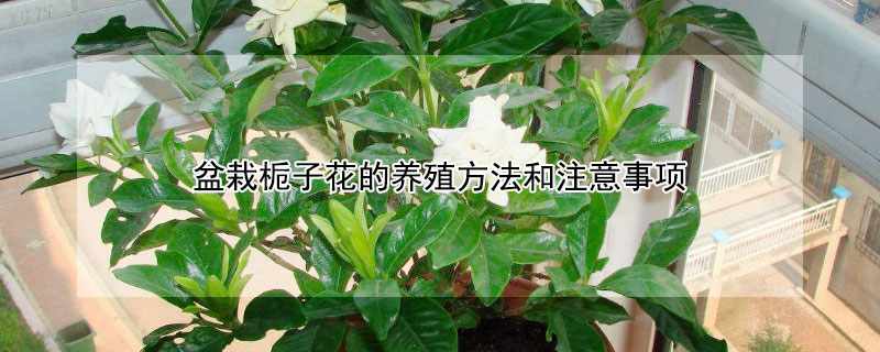 盆栽栀子花的养殖方法和注意事项（盆栽栀子花的养殖方法和注意事项视频）