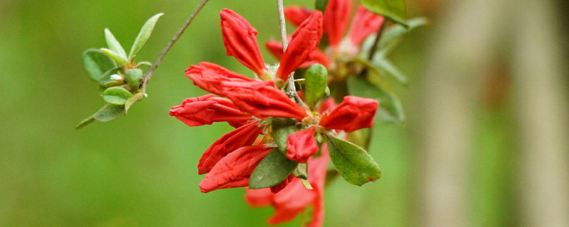 盆栽杜鹃花期