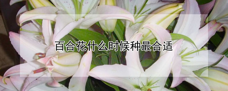 百合花什么时候种最合适（百合花啥时候种最好）