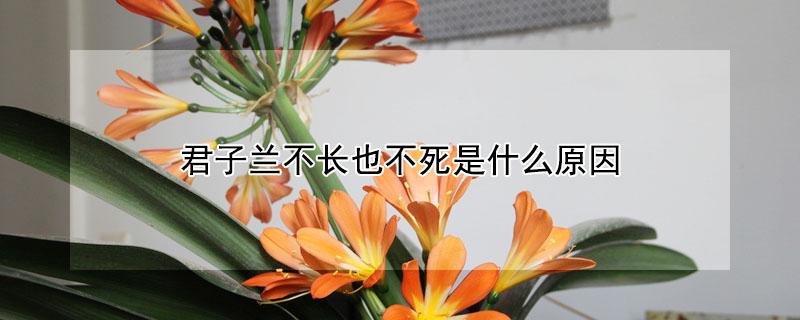 君子兰不长也不死是什么原因