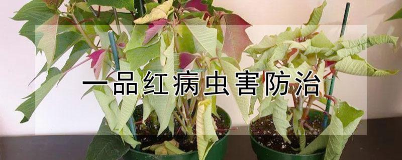 一品红病虫害防治（一品红病虫害养殖方法和注意事项）