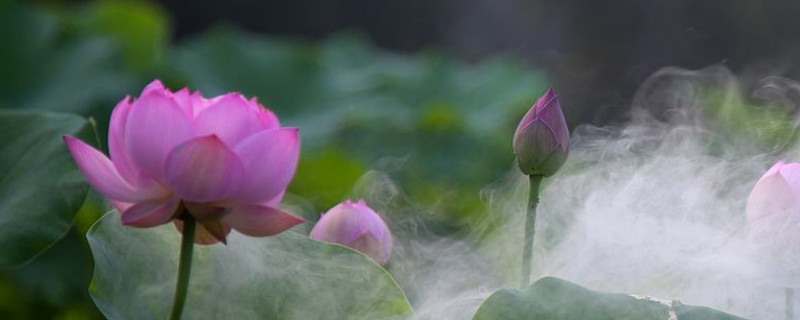 荷花养殖需要经常晒太阳吗 养荷花需要阳光吗