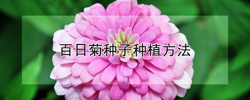 百日菊种子种植方法（百日菊怎么移栽）