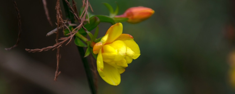 迎春花秋季需要控水吗 迎春花开花时敢浇水吗