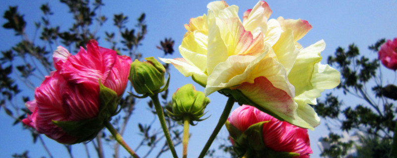 芙蓉花冬天怎么浇水 芙蓉花咋浇水