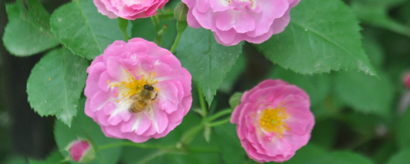 蔷薇花冬天怎么管理 蔷薇花冬季怎么养护