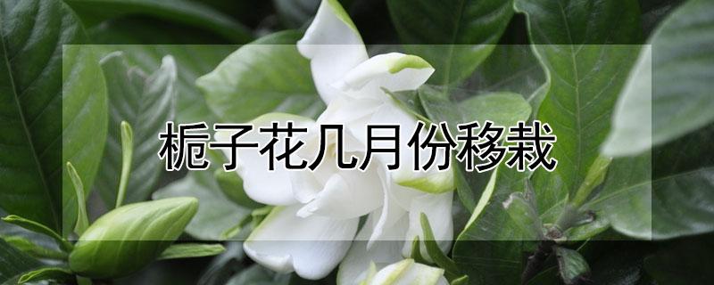 栀子花几月份移栽 栀子花几月份移栽换盆